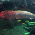 Cá Hải Tượng Long – Loài cá mang ý nghĩa phong thủy